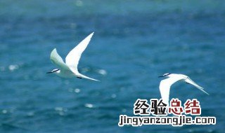 海燕是什么 海燕简单介绍