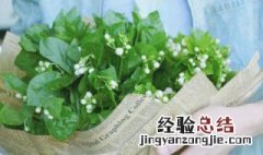 茉莉花秋天怎样剪枝 方法如下