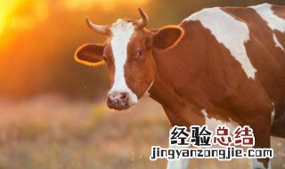 保护生物多样性宣传语12字 保护生物多样性宣传语