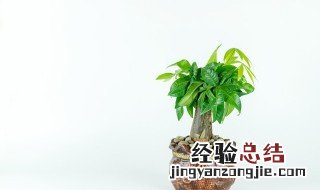 发财树能水培养吗 发财树可以水培养吗