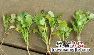 香菜的栽种方法 香菜茎的种植方法