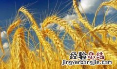 麦穗放家里什么位置好招财旺风水 风水麦穗摆放哪里