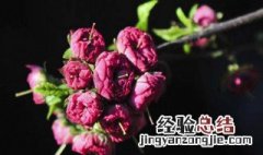 榆树能嫁接什么花 榆树可以嫁接哪些苗木