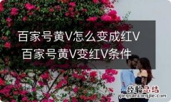 百家号黄V怎么变成红V 百家号黄V变红V条件