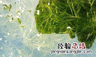 养水草的正确方法 如何养水草