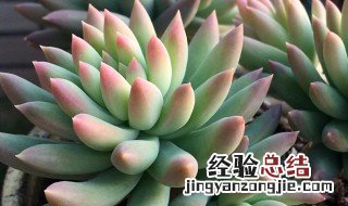 如何让千佛手变红 做好四个方面就好了