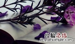 女孩论语诗经宋词取名好吗 女孩论语诗经宋词取名