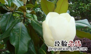 白兰花秋冬养护方法 控制温度，减少浇水，让它安全过冬