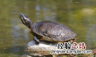 鳖和甲鱼一样吗 鳖和甲鱼是同一种生物吗