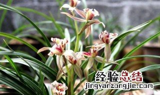 天逸荷的花语