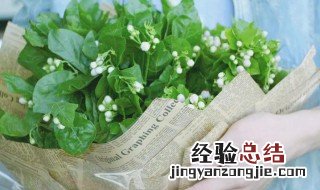 茉莉花浇什么水好 茉莉花浇适合浇哪些水