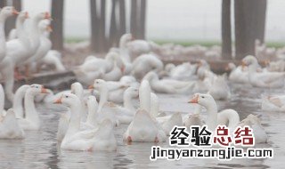 养鹅禁忌 关于养鹅的禁忌介绍