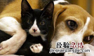 猫狗同养禁忌 猫狗同养有什么禁忌