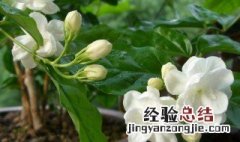 茉莉花怎样养 爱花人士快来看看