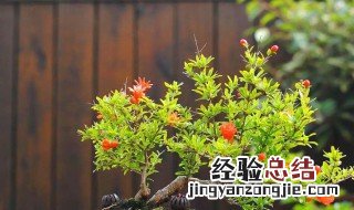 石榴盆栽几月份开花 石榴盆栽什么时候开花