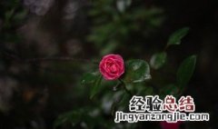 茶花禁忌家养 在家养茶花的禁忌是什么