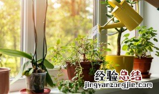 家中适合养的植物有哪些旺财 家里适合养什么植物镇宅又旺财