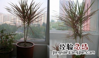 七彩铁好不好养 养七彩铁寓意好吗