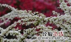 雪柳能放家里吗 雪柳花放在家里好吗