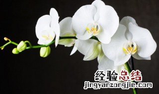 兰花如何养殖 兰花怎么养殖