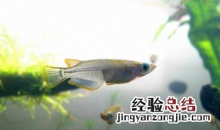 食蚊鱼饲养方法 比养花还简单哦