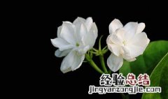 茉莉花怎样剪枝 一起学习一下吧