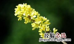 桂花嫁接时间 大家不妨看一看