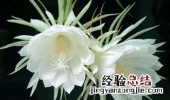 昙花盆栽的种植方法 请认真阅读下文