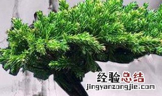 地柏盆景放家里好不好寓意吉利吗 地柏盆景放家里好不好