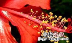 扶桑花突然间死是什么原因 扶桑花代表死亡吗