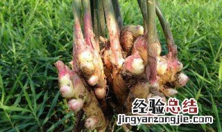 在家里如何种植风姜 风姜怎么种植