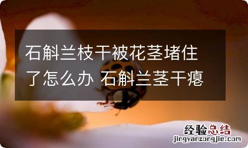 石斛兰枝干被花茎堵住了怎么办 石斛兰茎干瘪还能恢复吗