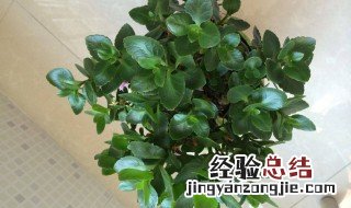 11月的长寿花怎样修剪 这样剪