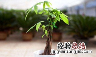 发财树怎样浇水 要注意哪些事项