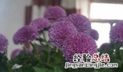 盆栽乒乓菊养殖方法 乒乓菊怎么养殖方法