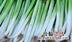 葱怎么种植方法视频 葱怎么种