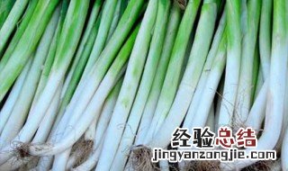 葱怎么种植方法视频 葱怎么种