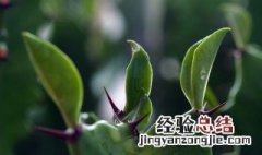 龙骨花修剪方法图解 龙骨花如何修剪