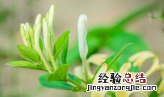 金银花怎么盆栽 盆栽金银花怎么种植方法