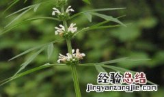 益母草的副作用与禁忌 关于益母草的副作用与禁忌