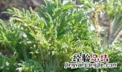 哈拉海菜的学名叫什么 哈拉海菜简介