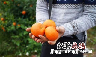 沃柑吃了会发胖吗 沃柑吃了会不会发胖