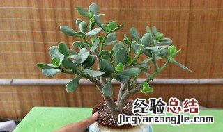 玉树养殖方法 玉树养殖方法和注意事项 盆栽