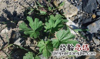 坤草的功效与作用是什么 坤草的功效与作用介绍