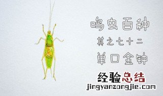 夜鸣虫是什么 夜鸣虫是什么虫