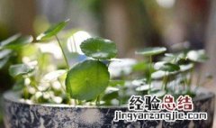 铜钱草水培方法 铜钱草怎么水培