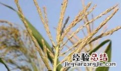 玉米先长雄花还是雌花 玉米先出雄花还是先出雌花