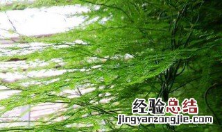 文竹怎样分株 两个动作就可以搞定了