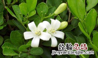 九里香花怎样养 需要注意什么?