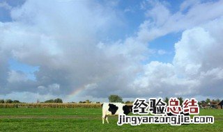 荷兰奶牛品种怎么来的 荷兰奶牛的养殖方法